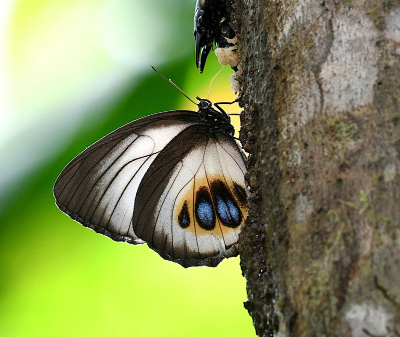 Butterflies  of Indonesia
