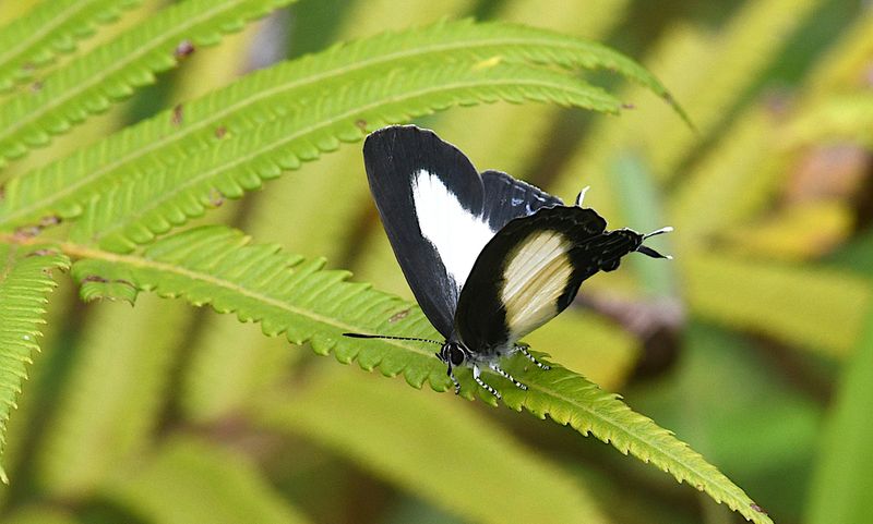 Orchid Flash (Hypolycaena danis)