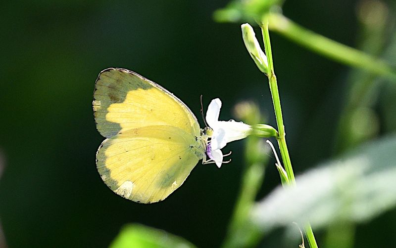 Common Grass Yellow (Eurema hecabe)