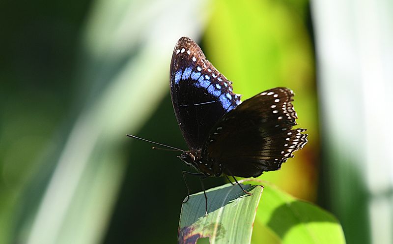 Blue-banded Eggfly (Hypolimnas alimena)