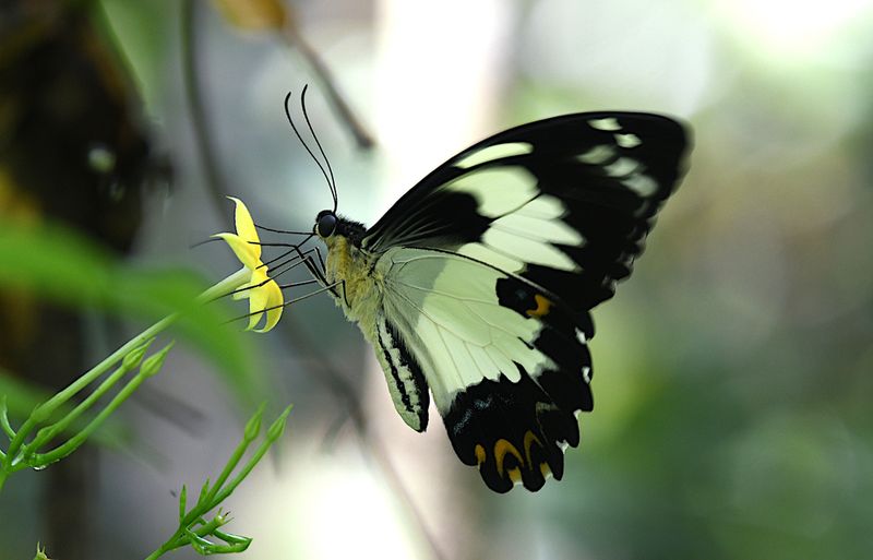Papilio euchenor