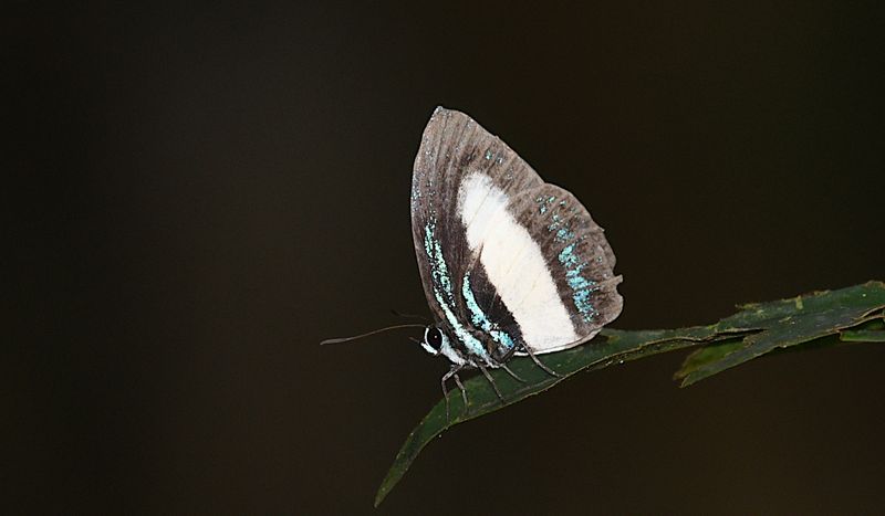 Large Green-banded Blue (Danis danis)