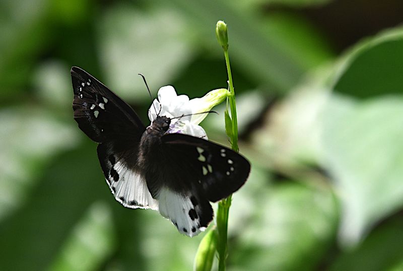 Pied Flat Tagiades (japetus)