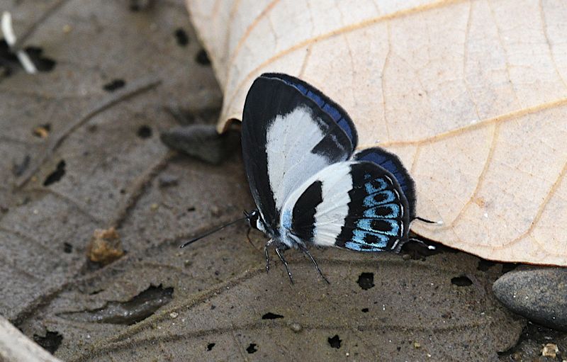 Tailed Green-banded Line Blue (Nacaduba cyanea)