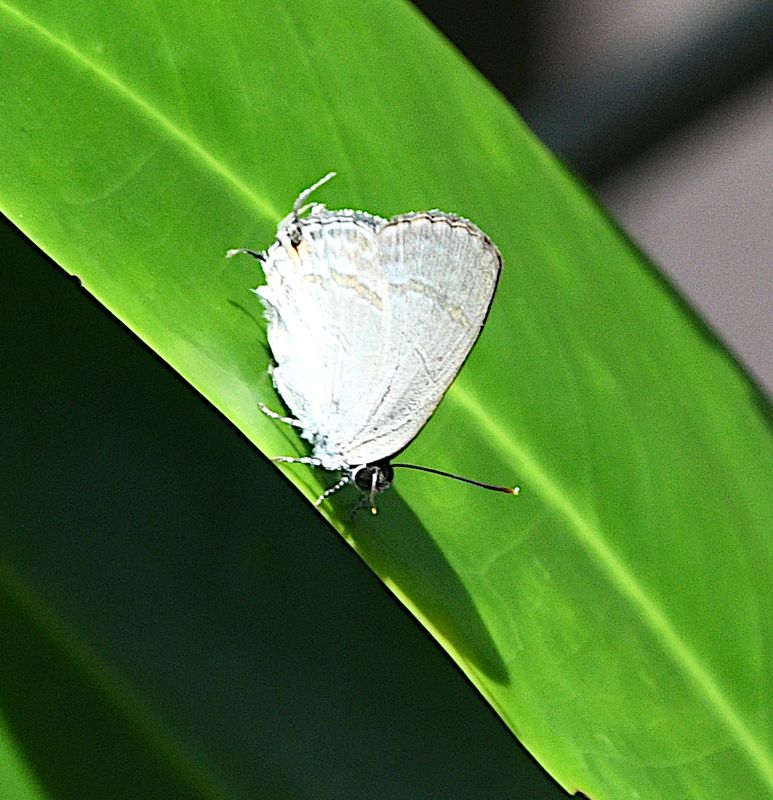 Black-spotted Flash (Hypolycaena phorbas)