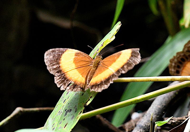 Bordered Rustic (Cupha prosope)