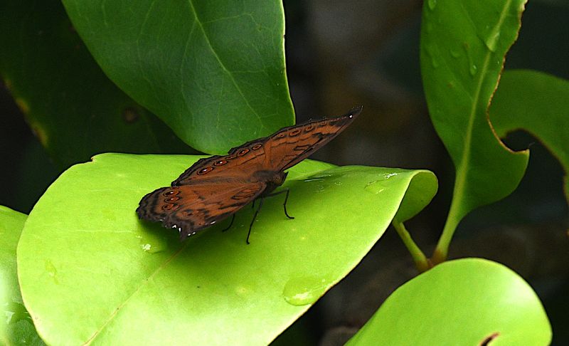 Butterflies  of Indonesia