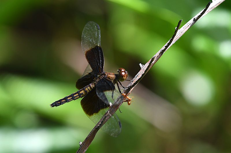Neurothemis decora 