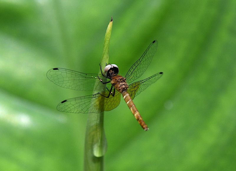 Scarlet Pygmy (Nannophya pygmaea)
