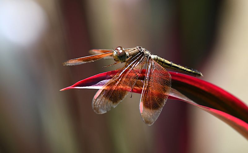 Painted Grasshawk (Neurothemis stigmatizans)