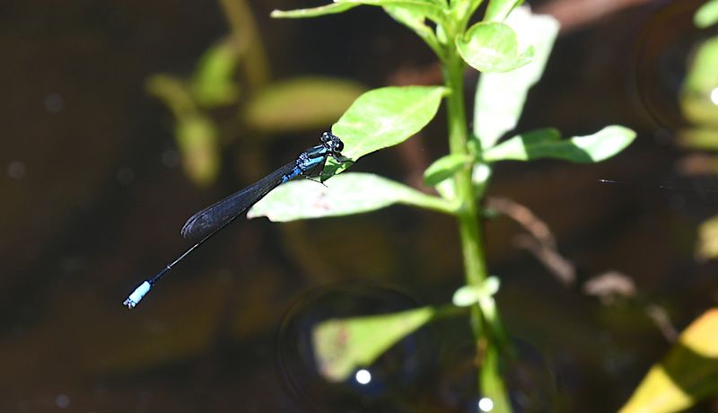 Xiphiagrion cyanomelas