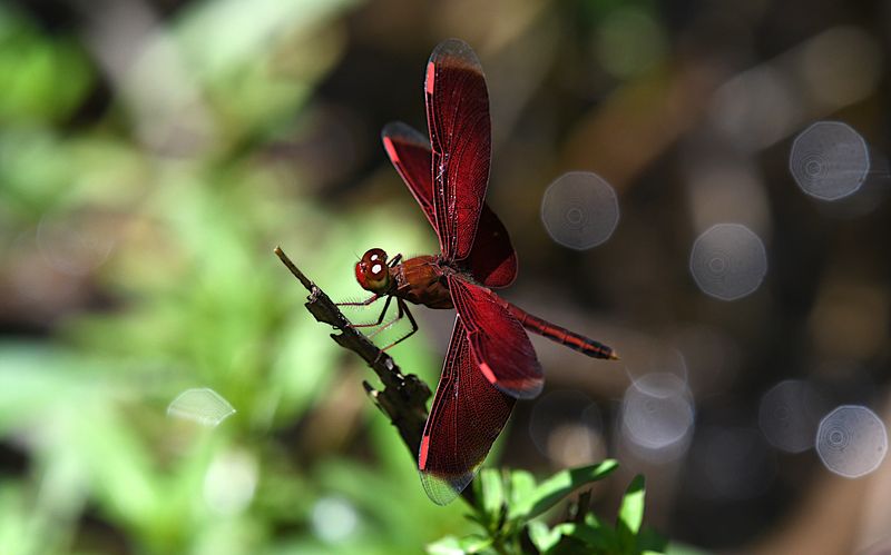Neurothemis manadensis