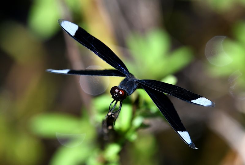 Neurothemis decora