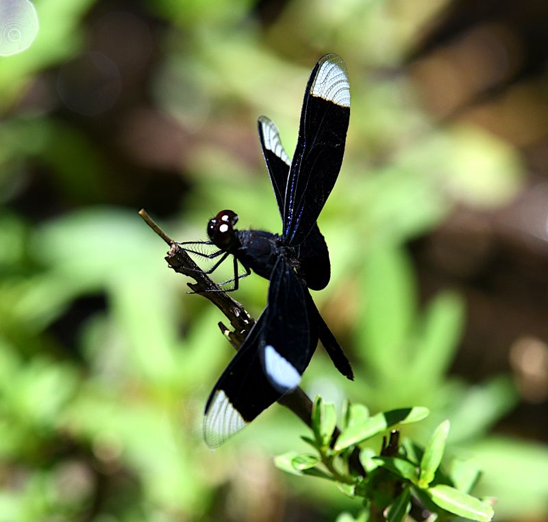 Neurothemis decora
