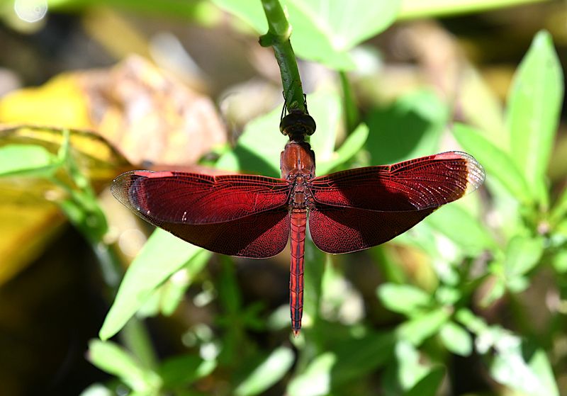Neurothemis manadensis 