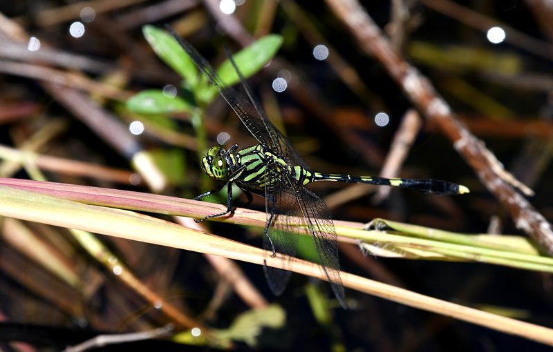 Green Skimmer (Orthetrum serapia)