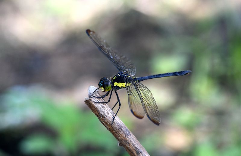 Agrionoptera longitudinalis
