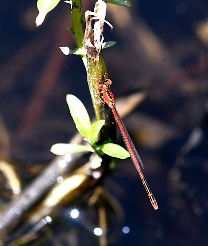 Variable Wisp Agriocnemis femina