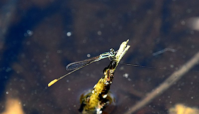 Red-tipped Shadefly (Argiocnemis rubescens)