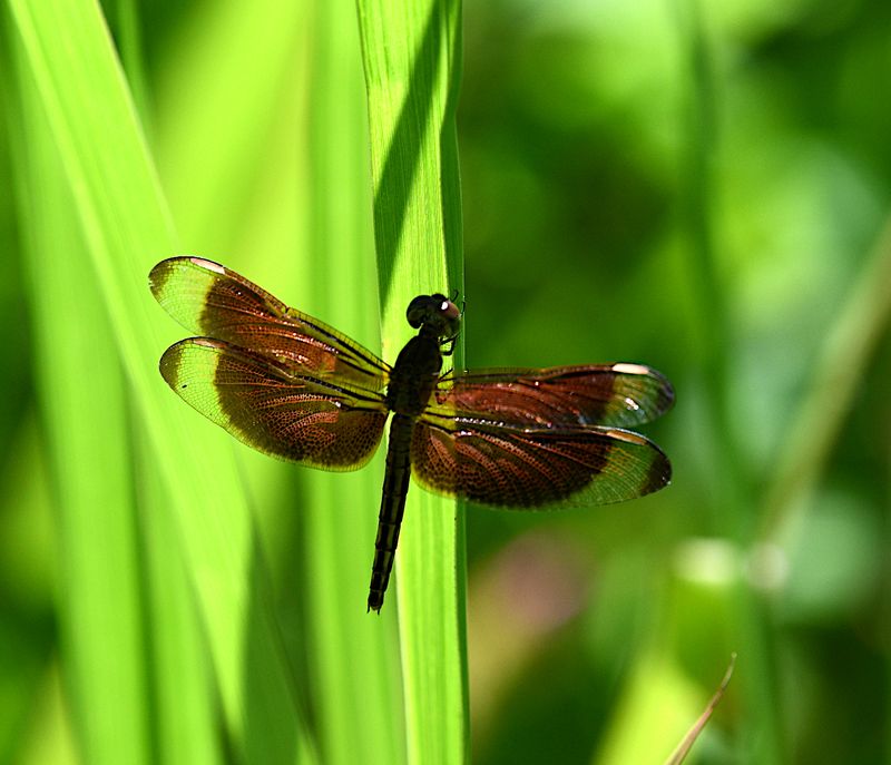 Neurothemis manadensis