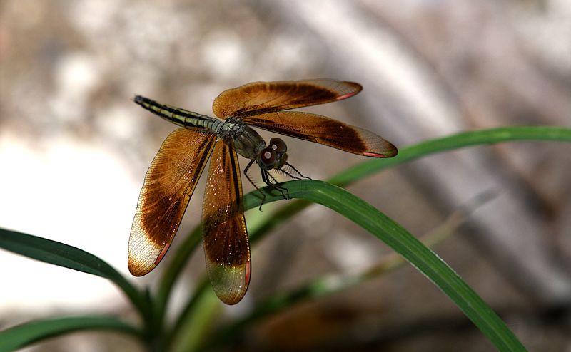 Neurothemis manadensis 