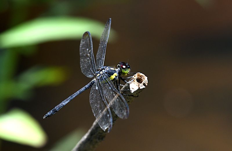 Agrionoptera longitudinalis