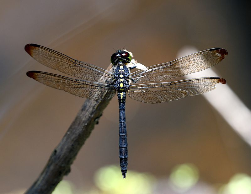 Agrionoptera longitudinalis