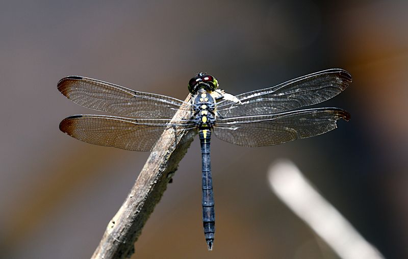 Agrionoptera longitudinalis