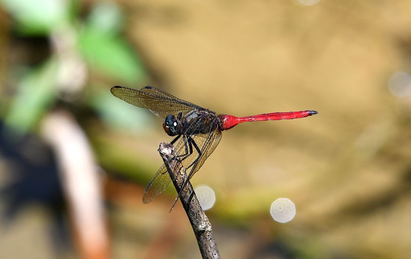 Fiery Skimmer (Orthetrum villosovittatum)