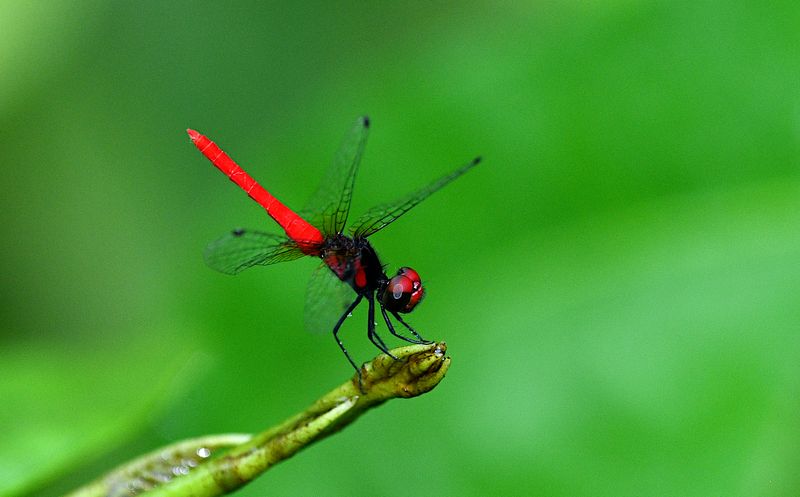 Scarlet Pygmy (Nannophya pygmaea)