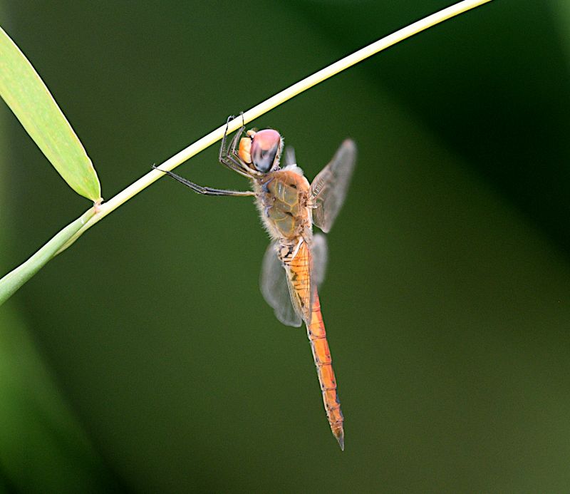 Wandering Glider (Pantala flavescens)