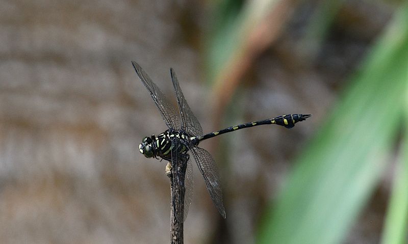Ictinogomphus lieftincki 