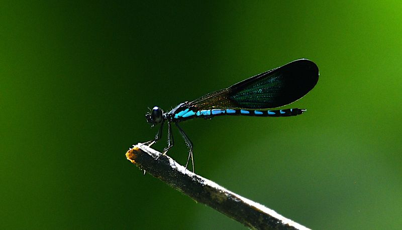 Rhinocypha tincta sagitta 
