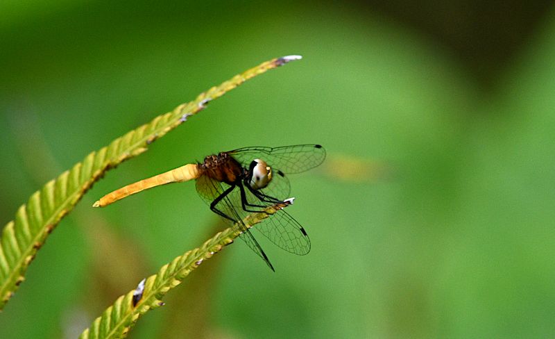 Scarlet Pygmy (Nannophya pygmaea)