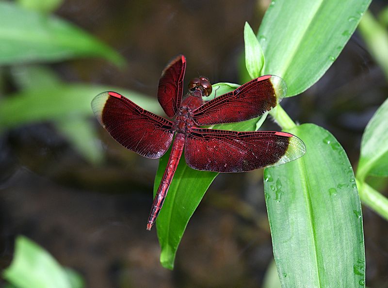 Painted Grasshawk (Neurothemis stigmatizans))