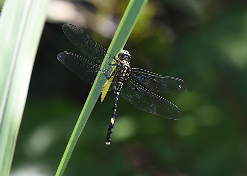 Green Skimmer (Orthetrum serapia)