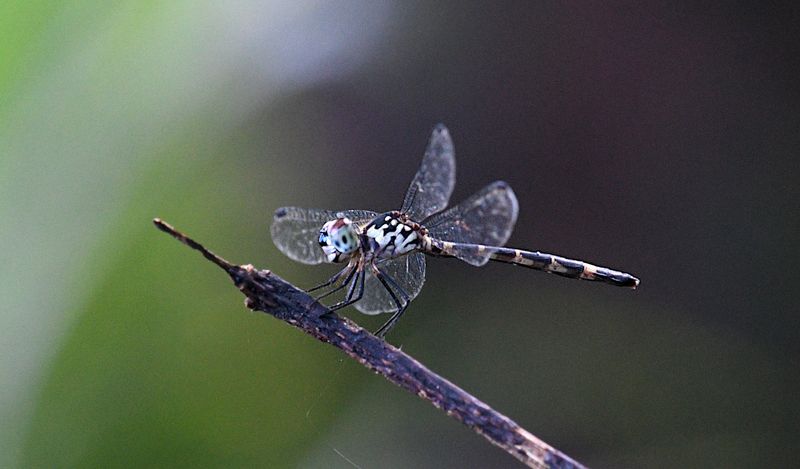 Nesoxenia mysis 