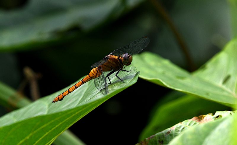 Fiery Skimmer (Orthetrum villosovittatum)