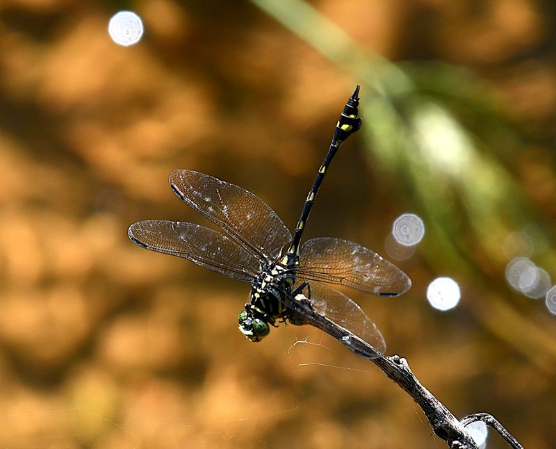 Dragonflies of West Papua