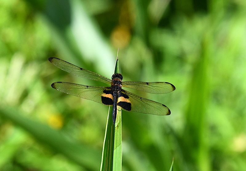 Yellow-striped Flutterer (Rhyothemis phyllis)