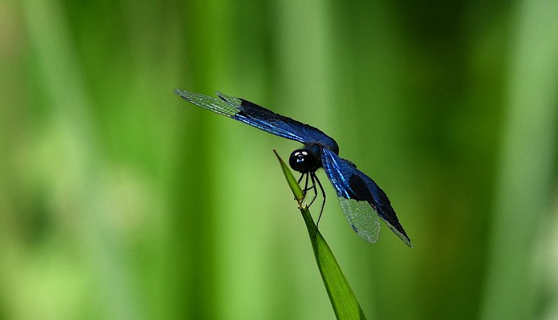Jewel Flutterer (Rhyothemis resplendens)