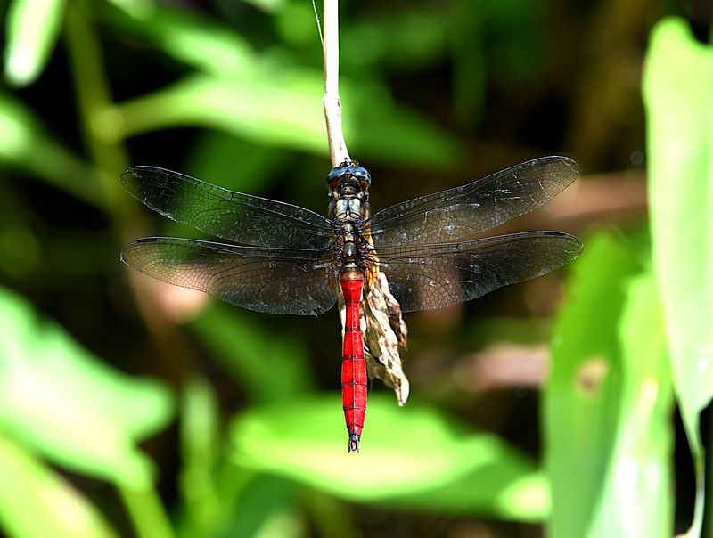 Fiery Skimmer (Orthetrum villosovittatum)