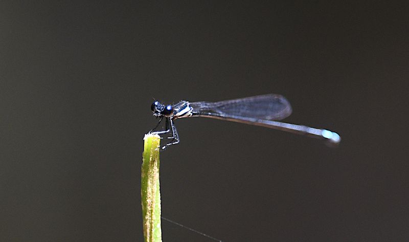 Collared Threadtail (Prodasineura collaris)