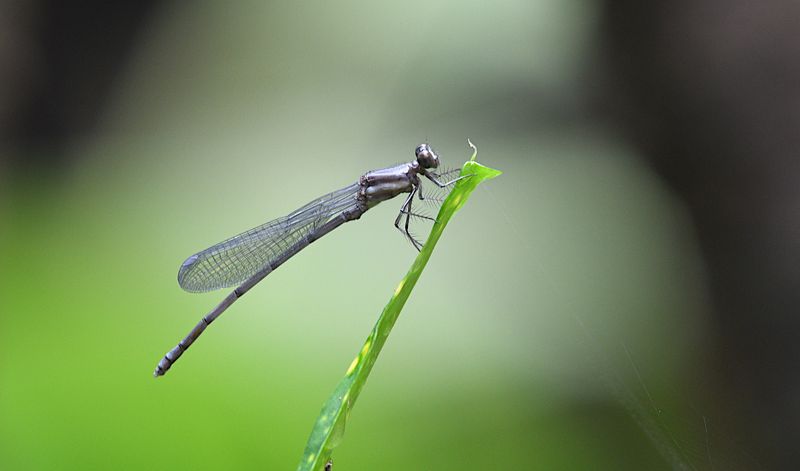 Narrow-winged Damselflies Family Coenagrionidae