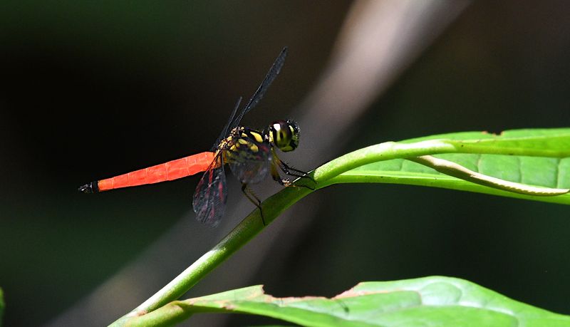 Lyriothemis meyeri 