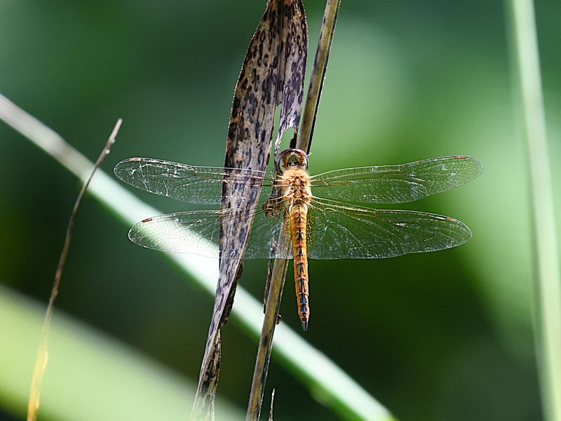 Wandering Glider (Pantala flavescens)