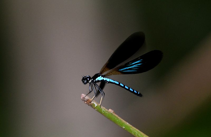 Rhinocypha tincta sagitta