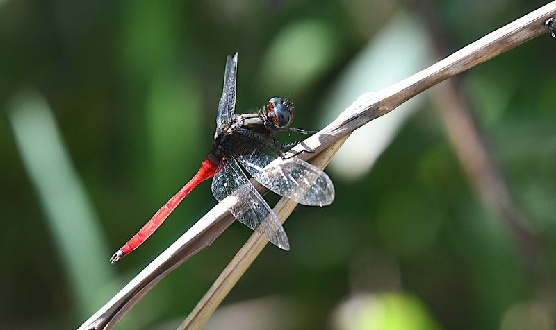 Fiery Skimmer (Orthetrum villosovittatum)