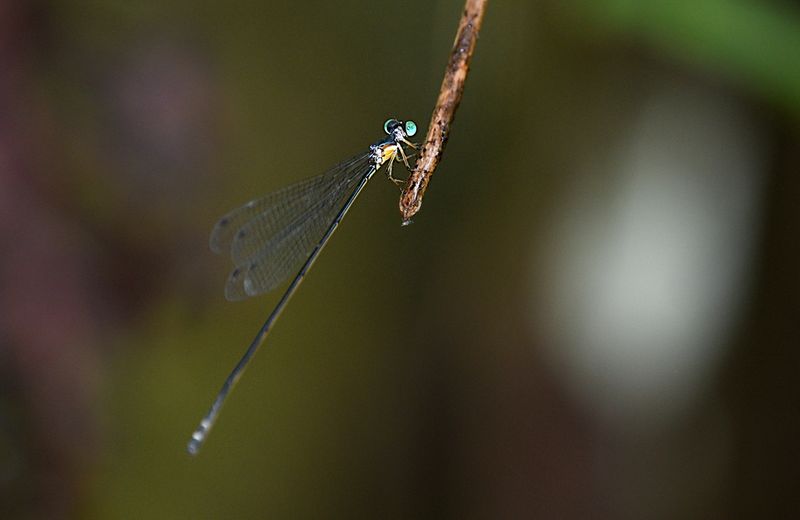 Will-o-Wisp (Amphicnemis gracilis)