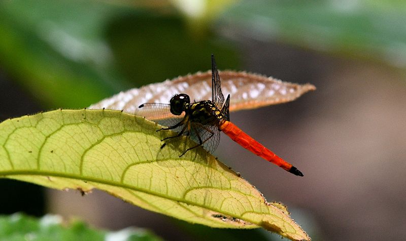 Lyriothemis meyeri